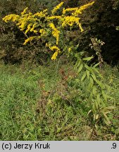 Solidago canadensis (nawłoć kanadyjska)