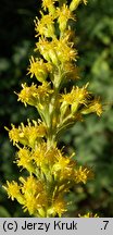 Solidago canadensis (nawłoć kanadyjska)