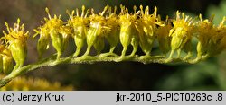 Solidago canadensis (nawłoć kanadyjska)