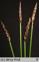Eleocharis uniglumis (ponikło jednoprzysadkowe)
