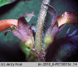 Melampyrum polonicum (pszeniec polski)