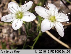 Minuartia setacea (mokrzyca szczeciolistna)