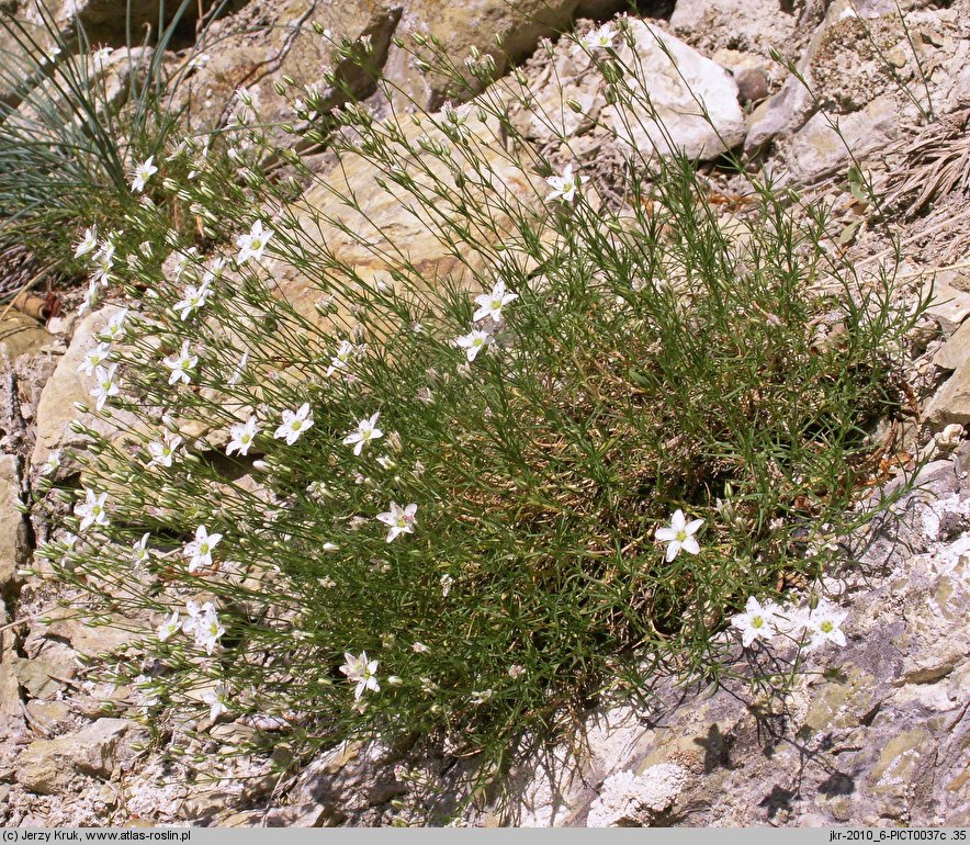 Minuartia setacea (mokrzyca szczeciolistna)