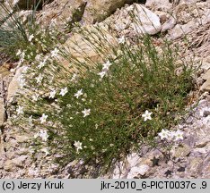 Minuartia setacea (mokrzyca szczeciolistna)