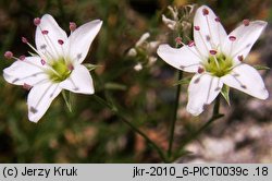 Minuartia setacea (mokrzyca szczeciolistna)