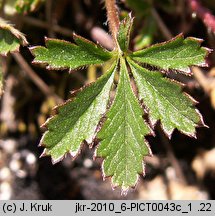 Potentilla pusilla (pięciornik omszony)