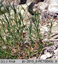 Minuartia setacea (mokrzyca szczeciolistna)