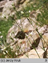 Minuartia setacea (mokrzyca szczeciolistna)