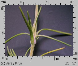 Minuartia setacea (mokrzyca szczeciolistna)