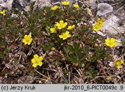 Potentilla pusilla (pięciornik omszony)