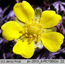 Potentilla pusilla (pięciornik omszony)