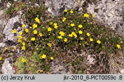 Potentilla pusilla (pięciornik omszony)