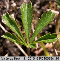 Potentilla pusilla (pięciornik omszony)