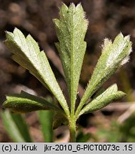 Potentilla pusilla (pięciornik omszony)