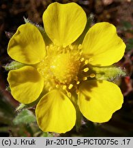 Potentilla pusilla (pięciornik omszony)