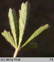 Potentilla pusilla (pięciornik omszony)