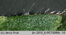 Potentilla pusilla (pięciornik omszony)