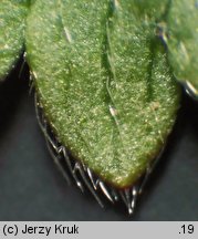 Potentilla pusilla (pięciornik omszony)