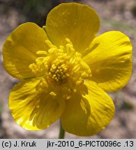 Ranunculus serpens ssp. nemorosus (jaskier gajowy typowy)