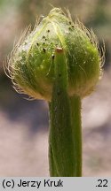 Ranunculus serpens ssp. nemorosus (jaskier gajowy typowy)