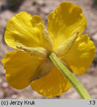 Ranunculus serpens ssp. nemorosus (jaskier gajowy typowy)