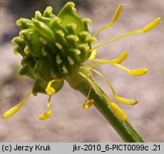 Ranunculus serpens ssp. nemorosus (jaskier gajowy typowy)