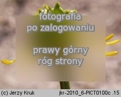 Ranunculus serpens ssp. nemorosus (jaskier gajowy typowy)