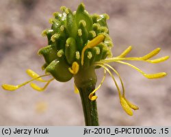 Ranunculus serpens ssp. nemorosus (jaskier gajowy typowy)