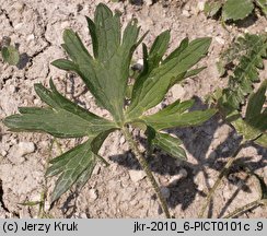 Ranunculus serpens ssp. nemorosus (jaskier gajowy typowy)