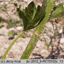 Ranunculus serpens ssp. nemorosus (jaskier gajowy typowy)