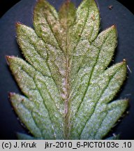 Potentilla pusilla (pięciornik omszony)