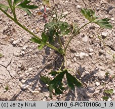 Ranunculus serpens ssp. nemorosus (jaskier gajowy typowy)