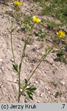 Ranunculus serpens ssp. nemorosus (jaskier gajowy typowy)