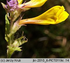 Melampyrum polonicum (pszeniec polski)