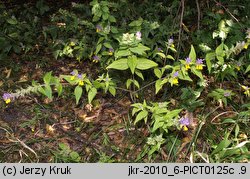 Melampyrum polonicum (pszeniec polski)