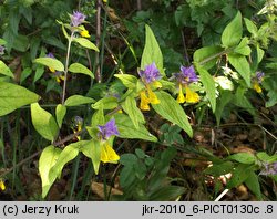 Melampyrum polonicum (pszeniec polski)