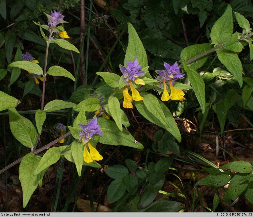 Melampyrum polonicum (pszeniec polski)