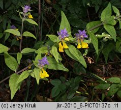 Melampyrum polonicum (pszeniec polski)