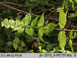 Melampyrum polonicum (pszeniec polski)