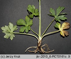 Ranunculus serpens ssp. nemorosus (jaskier gajowy typowy)