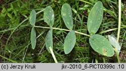 Lathyrus pisiformis (groszek wielkoprzylistkowy)