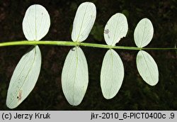 Lathyrus pisiformis (groszek wielkoprzylistkowy)