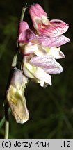 Lathyrus pisiformis (groszek wielkoprzylistkowy)