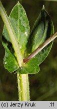 Lathyrus pisiformis (groszek wielkoprzylistkowy)