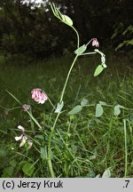 Lathyrus pisiformis (groszek wielkoprzylistkowy)