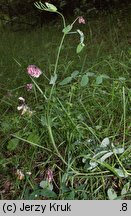 Lathyrus pisiformis (groszek wielkoprzylistkowy)