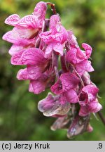 Lathyrus pisiformis (groszek wielkoprzylistkowy)