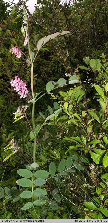 Lathyrus pisiformis (groszek wielkoprzylistkowy)