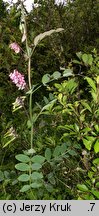 Lathyrus pisiformis (groszek wielkoprzylistkowy)