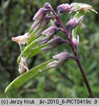 Lathyrus pisiformis (groszek wielkoprzylistkowy)